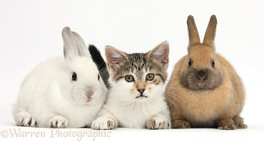Tabby-and-white kitten with bunnies