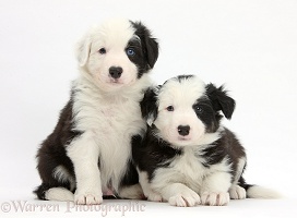 Two black-and-white Border Collie pups