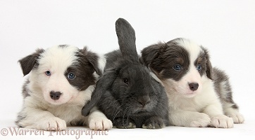 Two blue-and-white Border Collie pups and rabbit