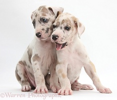 Two Great Dane puppies sitting together