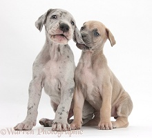 Great Dane puppies sitting together
