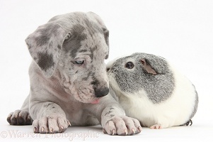 Great Dane puppy and Guinea pig