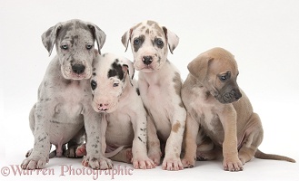 Four Great Dane puppies sitting together
