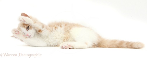 Siberian coy cat