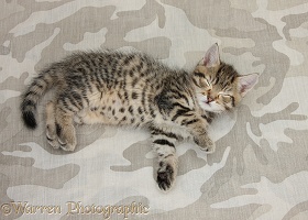 Sleepy cute tabby kitten on camouflage background