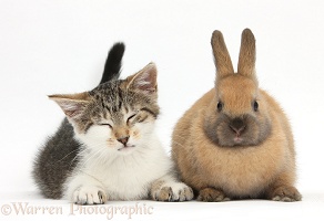 Sleepy tabby-and-white kitten with brown bunny