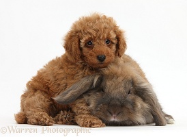 Cute red Toy Poodle puppy and rabbit