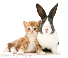Ginger kitten and Dutch rabbit