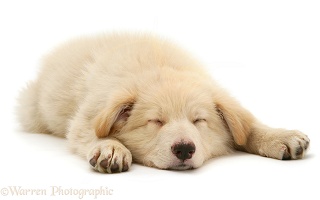 Sleeping white Alsatian pup