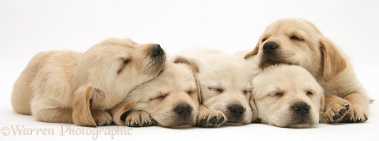Five sleepy Retriever-cross pups