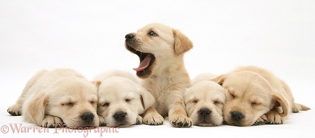 Five sleepy Retriever-cross pups, one yawning