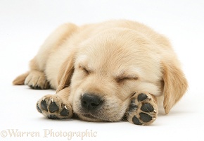 Sleepy Retriever-cross pup