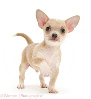 Smooth-haired Chihuahua pup standing with raised paw