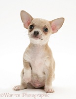 Smooth-haired Chihuahua pup sitting