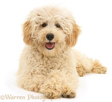 Cream Miniature Poodle with crossed paws
