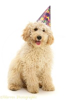 Cream Miniature Poodle wearing a birthday party hat