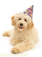 Cream Miniature Poodle wearing a birthday party hat