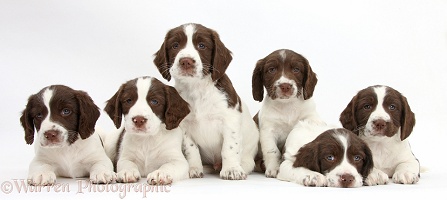 Six Working English Springer Spaniel puppies