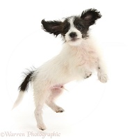 Cute Jack-a-poo dog pup jumping