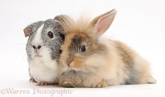 Fluffy brown bunny and Guinea pig