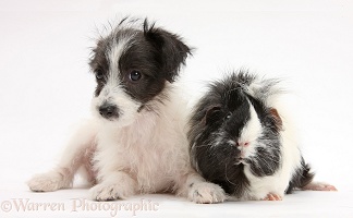 Cute Jack-a-poo dog pup and Guinea pig