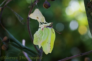 Brimstone Butterfly expanding wings after hatching from pupa
