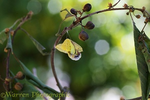 Brimstone Butterfly starting to hatch from pupa
