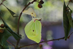 Brimstone Butterfly wings almost fully expanded