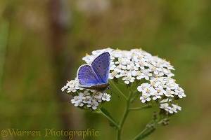Common blue butterfly on Yarrow