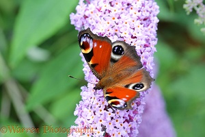 Peacock butterfly in Buddleia