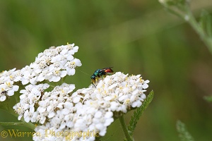 Ruby-tailed wasp on Yarrow