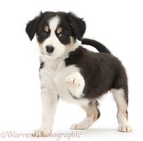 Tricolour Border Collie pup standing and pointing with paw