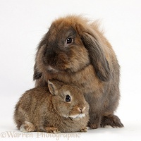 Lionhead Lop rabbit and baby