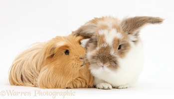 Shaggy ginger Guinea pig with brown-and-white rabbit
