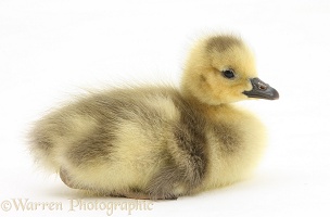 Cute Canada Goose gosling