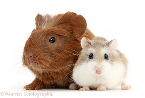 Baby red Guinea pig and cute Roborovski Hamster