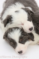 Two blue-and-white Border Collie pups sleeping