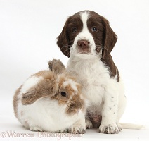 Working English Springer Spaniel puppy and rabbit