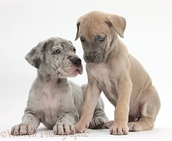Two Great Dane puppies