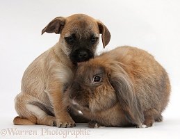 Jug puppy (Pug x Jack Russell) and rabbit