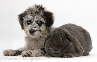 Blue merle Cadoodle puppy with blue Lop rabbit