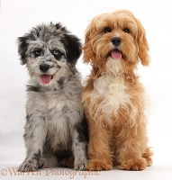 Blue merle Cadoodle puppy and Cavapoo