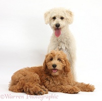 Cute Goldendoodle puppy and bitch