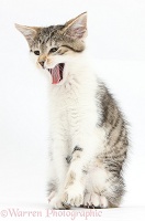 Tabby-and-white kitten sitting and yawning