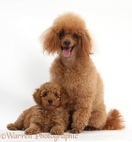 Red Toy Poodle father and puppy
