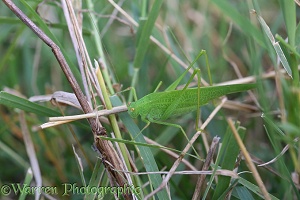 Green bush-cricket