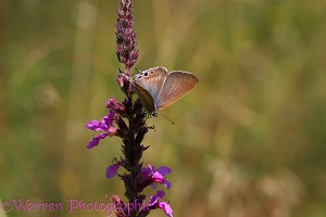 Long-tailed Blue Butterfly