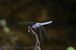 Southern Skimmer Dragonfly