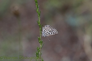 Little Tiger Blue butterfly