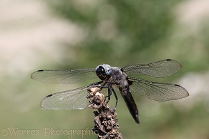 Scarce Chaser Dragonfly